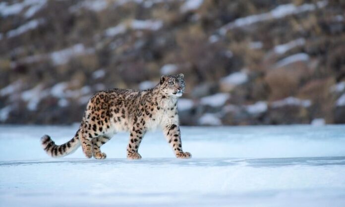 Snow leopard in the wild of Himachal Pradesh